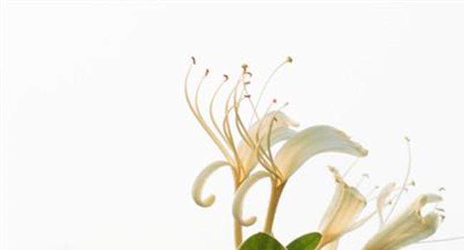 【金银花的功效】临夏州:荒地盛开“金银花”