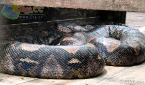 >香港多处现大蛇踪迹 逾120岁百斤巨蟒被擒(图)