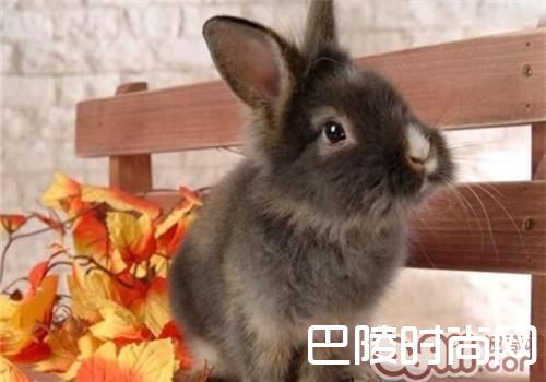 多瓦夫兔价格及智商 多瓦夫兔好养吗多少钱一只