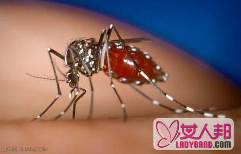 什么血型最招蚊子