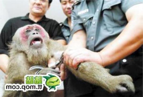 >徐铁骏判几年 抓了几只猴子 为何被判十几年?