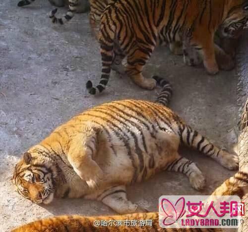 过完年东北虎胖成气球 网友:王，你的肚子贴地了！