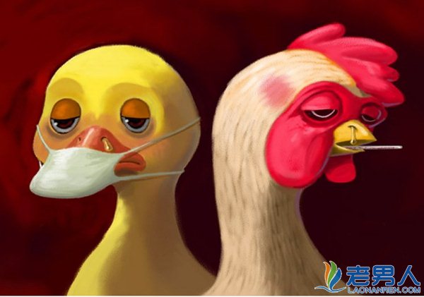 禽流感常规问题解答及预防禽流感的措施介绍
