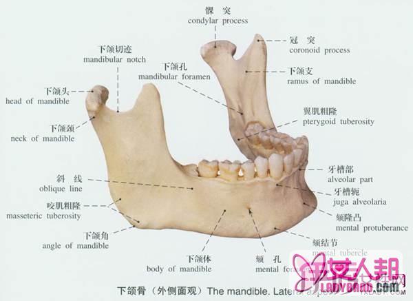 >下颌骨骨折手术步骤有哪些？  为你公开5种手术方法