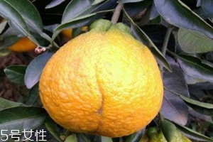 丑柑是哪里产的 丑柑在四川的什么地方