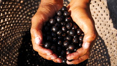 >最健康的水果是什么 巴西莓的功效