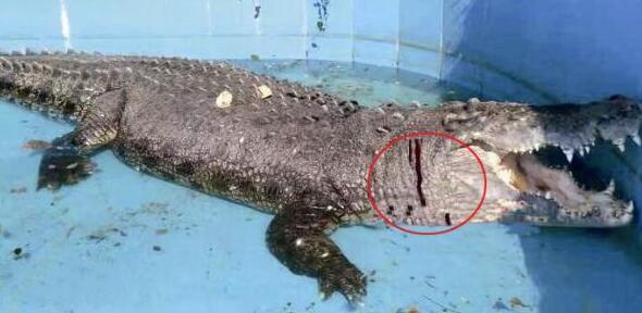 游客砸伤亚洲鳄鱼 鳄鱼被砸得头部皮破血流