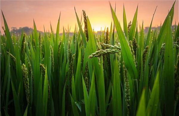 周晓东水稻品种 水稻专家选育成功超早稻 东北可实现双季种植