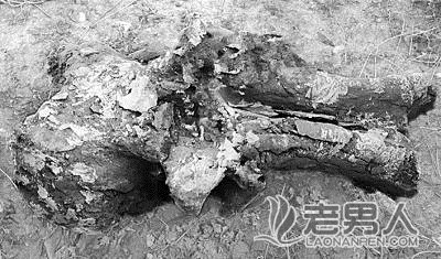>青海出土完整的大象头骨化石 长约180厘米(图)