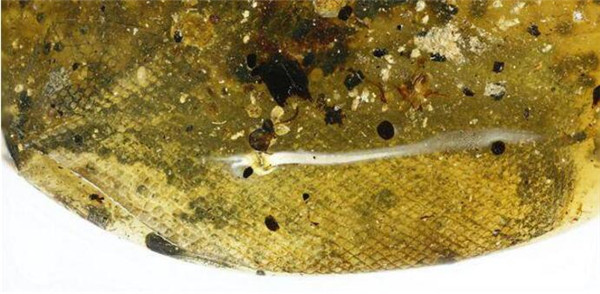 首次发现蛇琥珀 前所未知的物种来自9900万年前