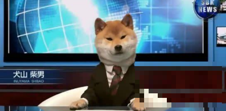 日本创“狗狗”新玩法？柴犬当“新闻主播” 穿西装打领带？然而镜头前两
