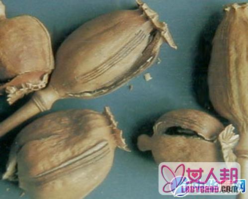>【罂粟壳的功效与作用】中药罂粟壳的功效与作用_罂粟壳的用法用量和禁忌注意