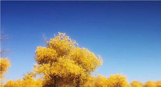 【阿拉善胡杨林】内蒙古阿拉善的胡杨林风景如何?