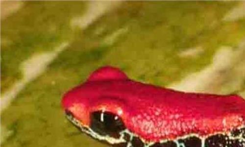 黄金箭毒蛙 世界上最毒的4种动物 黄金箭毒蛙
