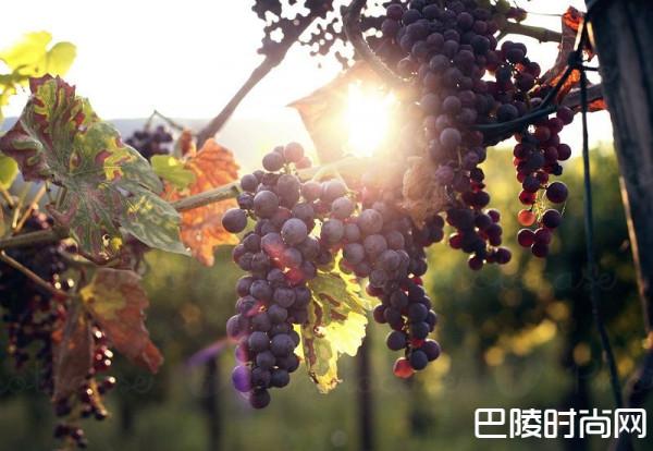 2011年意大利葡萄酒产区年份报告