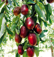 “百果之王”红枣 富含多种维生素