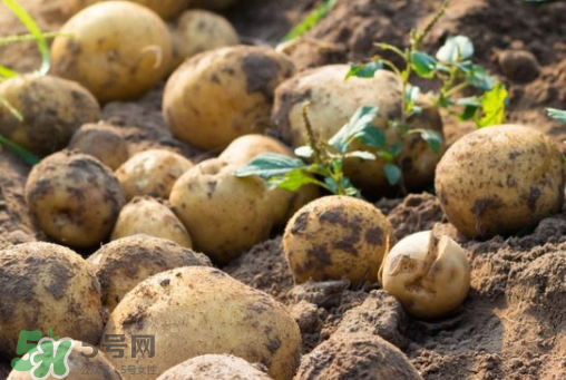 7月份能种土豆吗？土豆7月怎样种植？