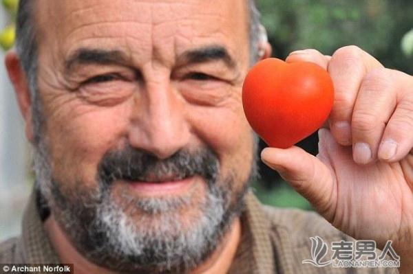 英国老人采到心形西红柿 捐给慈善机构义卖(图)