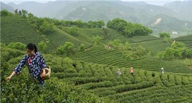 【十大名茶功效】中国的十大名茶都产自哪里 都有哪些功效?