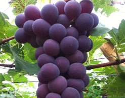 >巨峰葡萄营养价值 巨峰葡萄几月份成熟