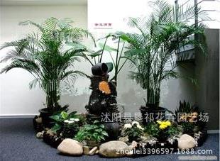 高档室内客厅大型盆栽植物 散尾葵 凤尾竹盆景椰子绿植四季好养