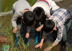 泥鳅有寄生虫吗？泥鳅有没有寄生虫