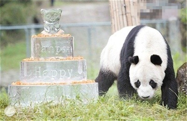 最高龄大熊猫逝世 享年31岁相当于人类百岁