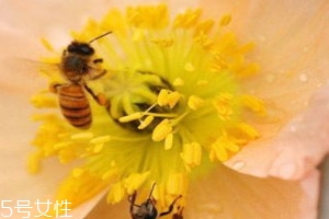 >蜂花粉一天吃多少合适 根据具体情况而定
