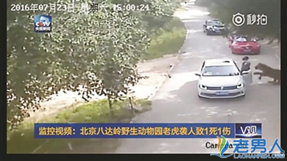 >北京八达岭两女游客被老虎袭击致1死1重伤