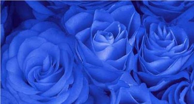 【蓝色妖姬花不会死吗】流言揭秘:蓝色妖姬是天然的蓝色花朵吗?
