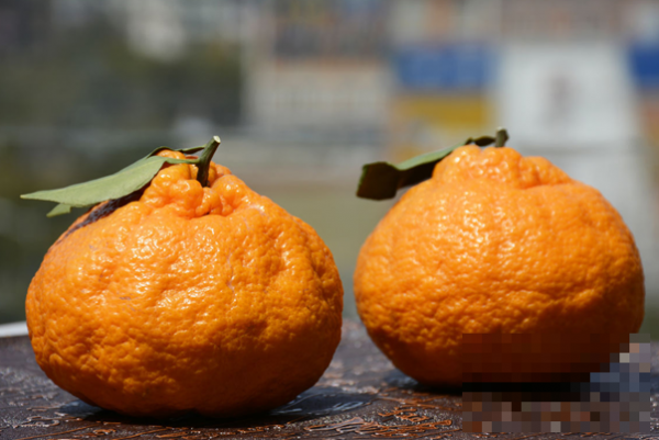 >丑橘的功效_丑橘吃多了有什么副作用？推荐分类