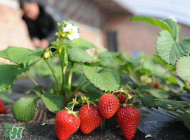 七月份有草莓吗？7月份有草莓吗？