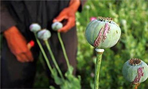 罂粟的种植要有国家特许种植证件才可进行