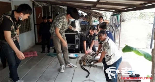 >泰国女子遛豹子吓坏邻居 涉非法饲养野生动物被刑拘