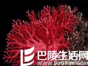 红珊瑚收藏价值怎样 红珊瑚值得收藏吗？
