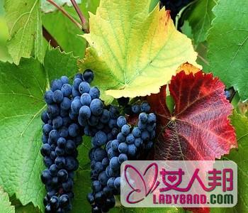 >【葡萄是酸性还是碱性】葡萄的功效与作用_宝宝能吃葡萄吗