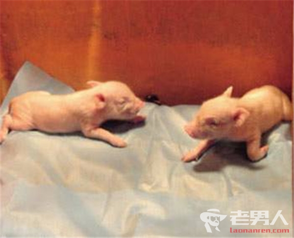 广州生物院猪体细胞克隆研究获进展：效率提高7倍