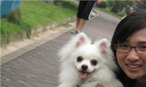 上海博美犬多少钱一只 掌握博美犬的喂食要点 让你家博美健康又漂亮
