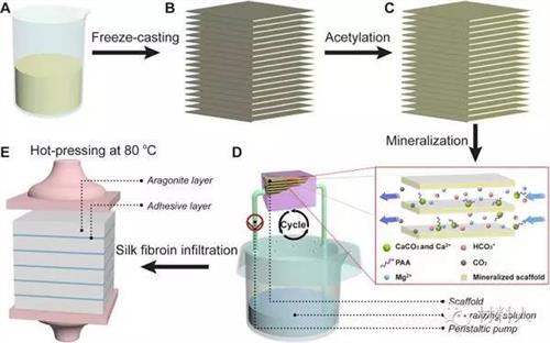 Science重磅:?中科大俞书宏教授?介观尺度“组装与矿化”合成人工贝壳