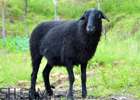 乌骨羊养殖骗局揭秘 乌骨羊羊肉多少钱一斤