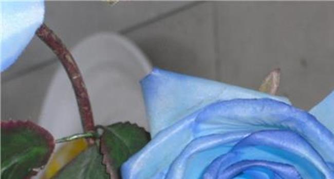 【蓝色妖姬鲜花还是干花】蓝色妖姬花束干花怎么制作 详细的制作教程