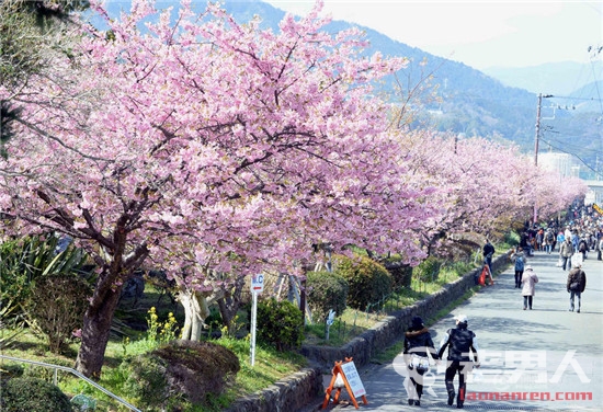 >日本早春樱花盛开 观赏期将持续到今年3月上旬