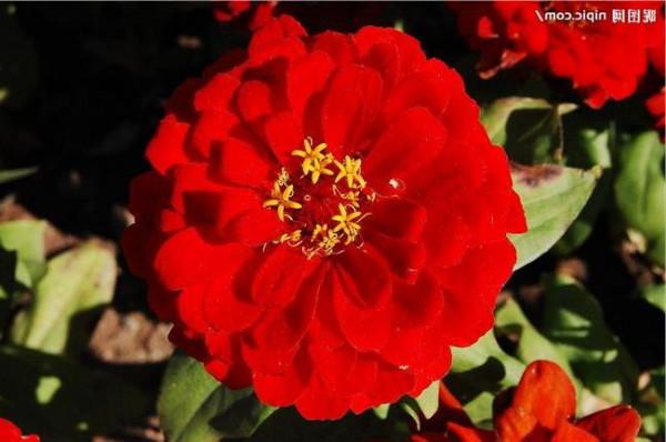 对红花的赞美 赞美朱顶红花开的句子