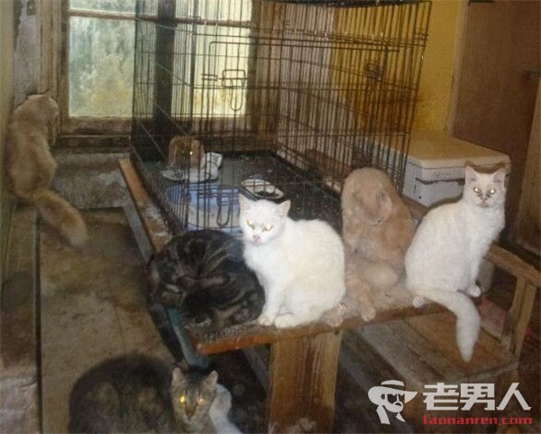 >屋内关73只猫被罚 猫全部染病最终被安乐