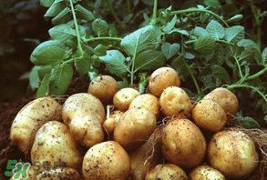 四月份可以种土豆吗？4月份可以种土豆吗？