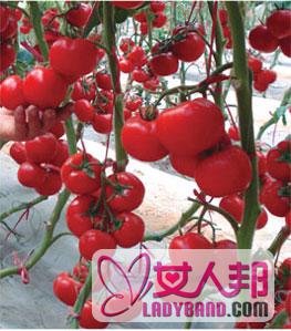 番茄栽培技术,番茄如何种植