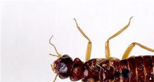【飞蚂蚁有毒吗】遇到飞蚂蚁 千万不要拍死它?