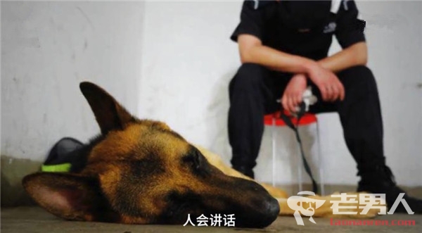 >警犬休息不停打盹视频走红 警官表示十分心疼