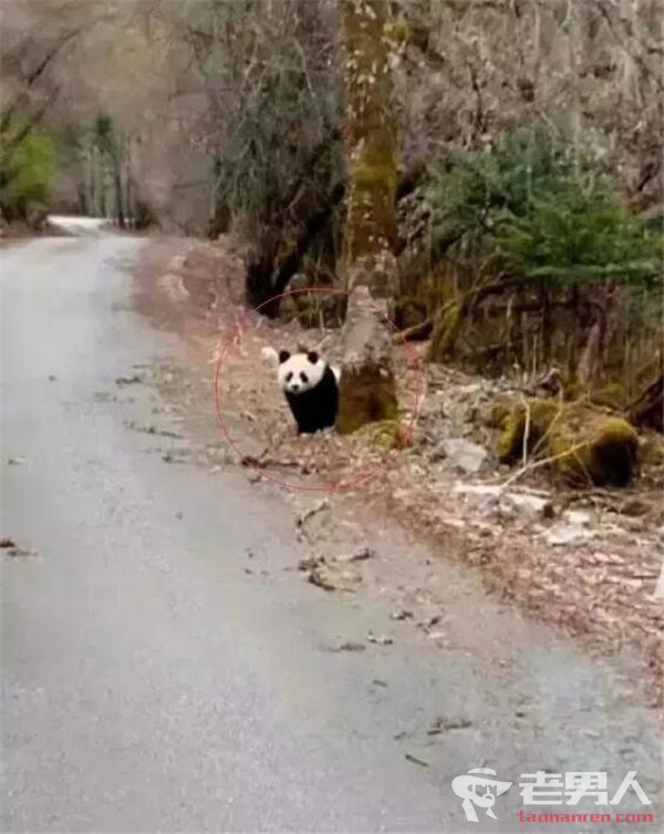 >偶遇熊猫横穿马路 游客通过手机留下珍贵视频