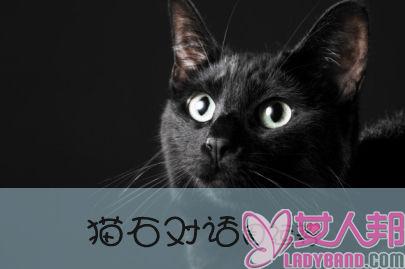 >猫石对话一周运 2.20-2.26